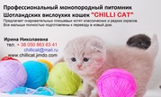 Британские и шотландские вислоухие котята классических и редких окрасо