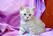 продажа элитных котят