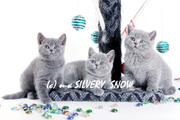 Московский питомник SilverySnow предлагает британских котят