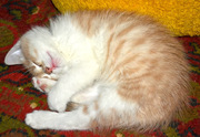 Отдам котенка,  мальчик персиковый,  2 месяца,  зовут Вениамин.