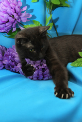 Шоколадный-отпадный Фидель,  котенок-хамелеон),  10 месяцев