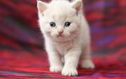 Британский клубный кремовый котенок от интерчемпионов