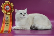 британские котята редкого окраса серебро