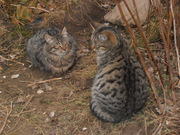 Дві кішечки чекають на хороших і чуйних хазяїв