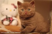 Британский котенок,  редкого окраса циннамон!