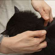 Профессиональный массаж для кошек 