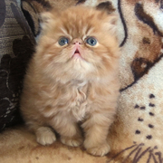 Рыжики-персидские котята
