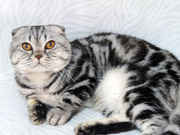 Мраморный кот с родословной,  для вашей кошечки.