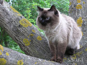 Кот чистокровный невский маскарадный (сибирский колор поинт) Вязка