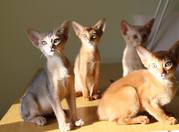 Абиссинские котята всех окрасов