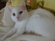 белый котик као мани с документами