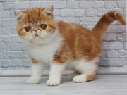 Великолепный котёнок породы Экзот