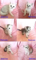  Шотландцы с редким окрасом